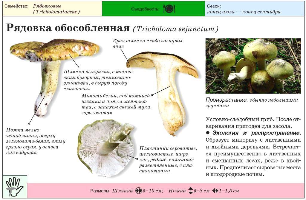 Рядовка серая: описание и фото, как готовить