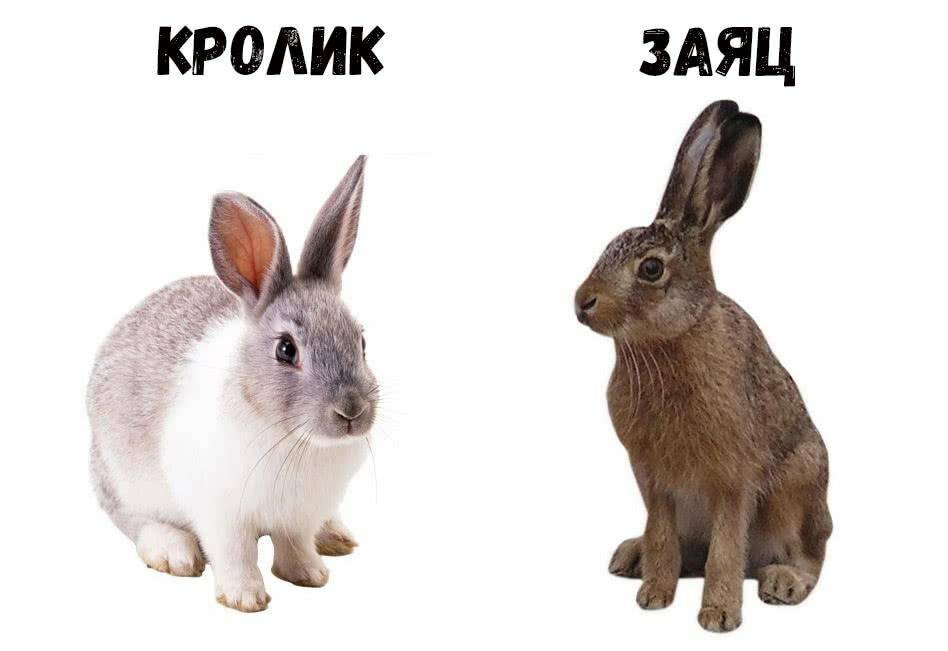 Чем заяц отличается от кролика: как отличить самостоятельно?