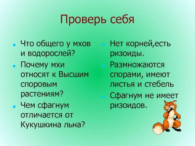 Разница между водорослями и мхом (с таблицей) - разница слово - 2024