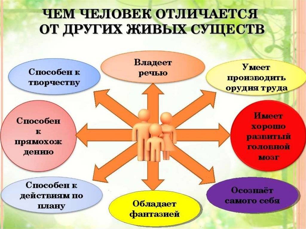 Различия между обезьяной и человеком: главные особенности и сходства