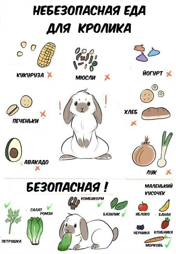 Чем кормить кроликов в домашних условиях: советы для начинающих