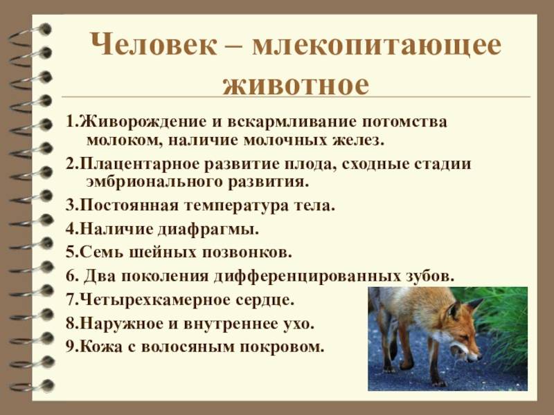 Как правильно звери или животные. животные и звери: как правильно различать их друг от друга