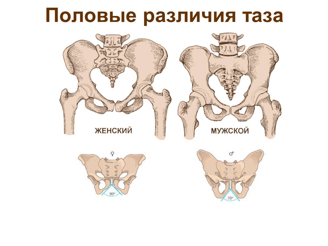 Чем отличается женский таз от мужского таблица