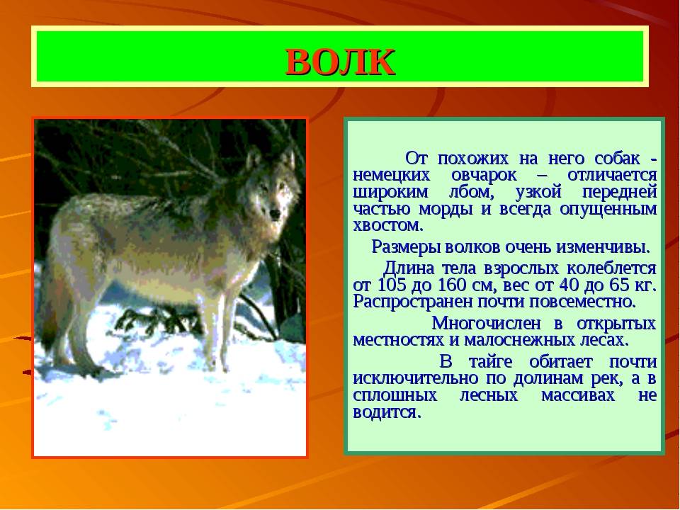 Чем волк отличается от собаки по характеру. волк и собака. изучение предков помогает лучше понять потомков. какие существуют признаки, отличающие волка от собаки