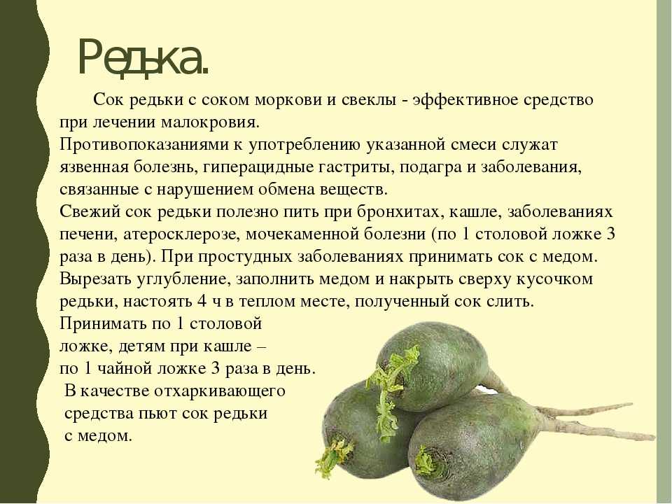 Редька: черная, белая, зеленая: описание, сорта, полезные свойства и противопоказания, фото