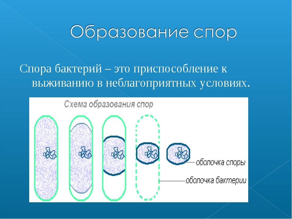 Споры