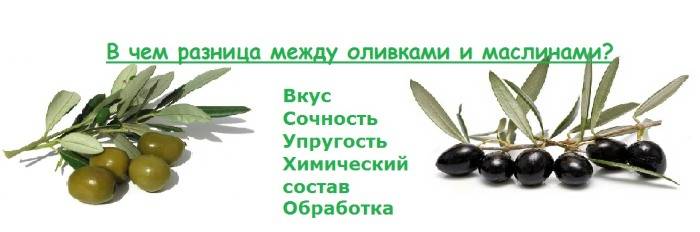 Чем отличаются оливки от маслин и что полезнее?