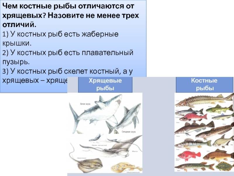 Рыбы