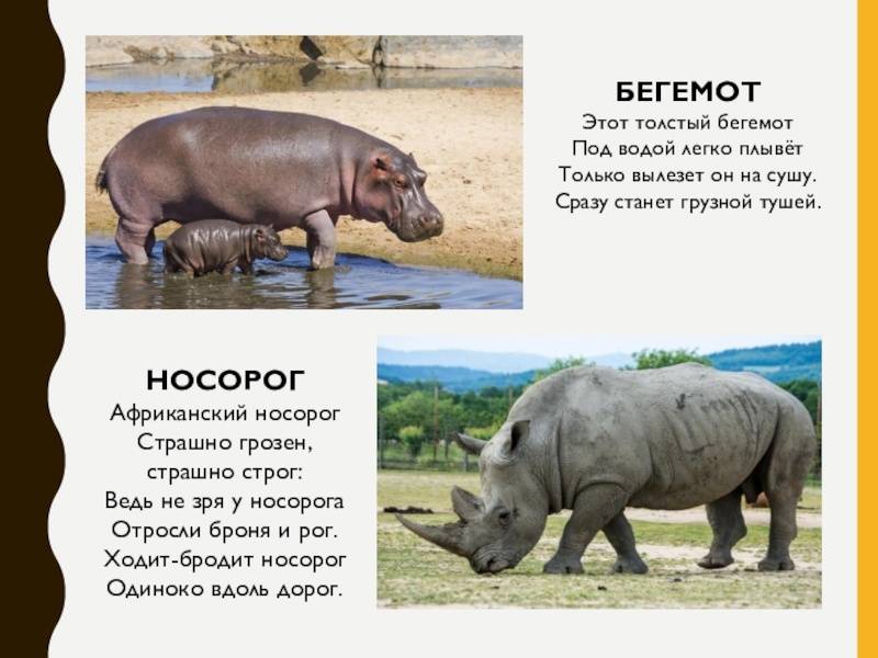 Бегемот и гиппопотам — есть ли разница. чем бегемот отличается от гиппопотама - uhistory.ru