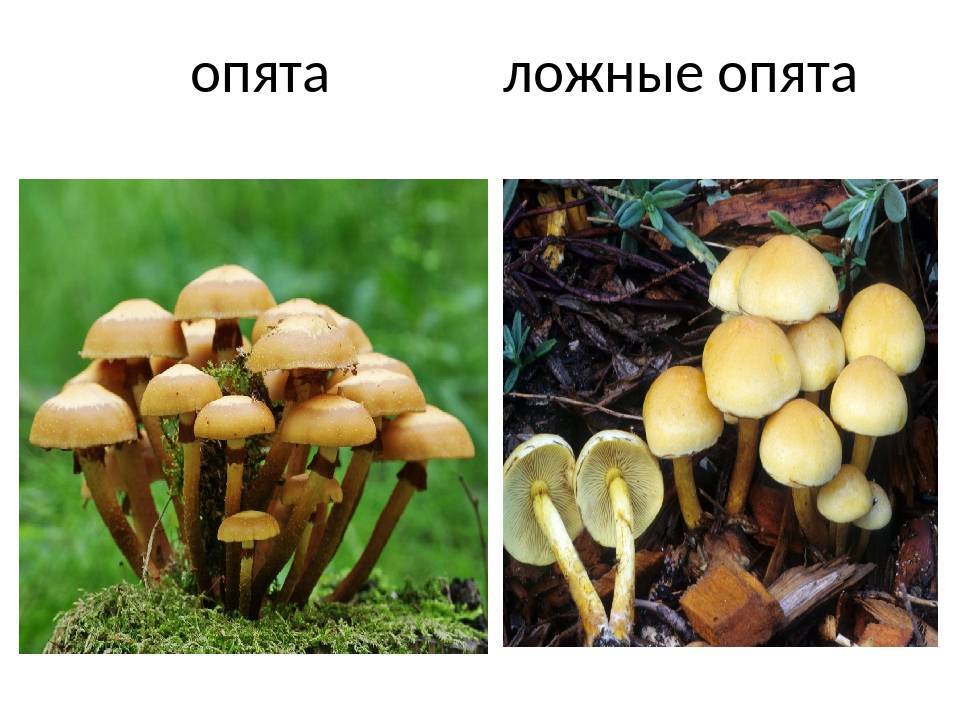 Ложные опята: описание, как отличить