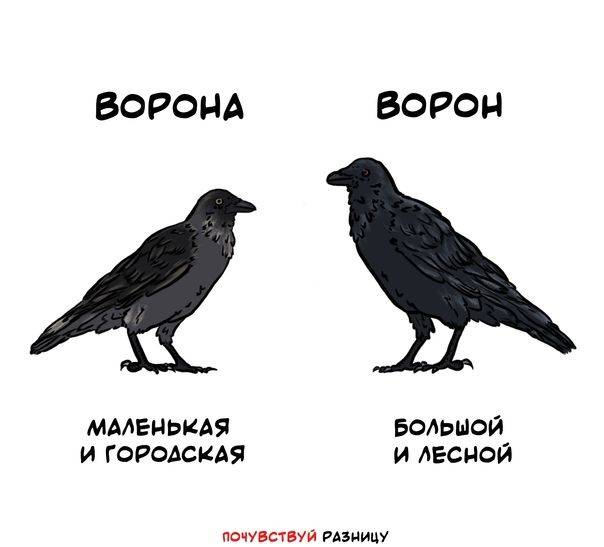 Чем отличается ворон от вороны? чем отличается грач от вороны?