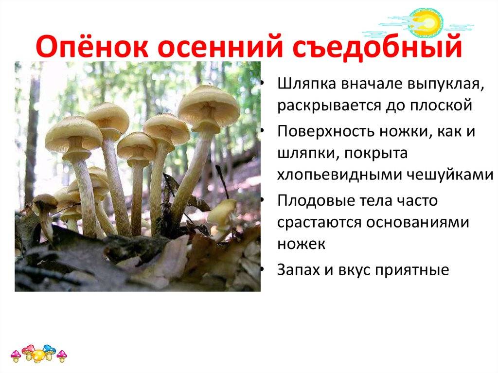 Грибы опята