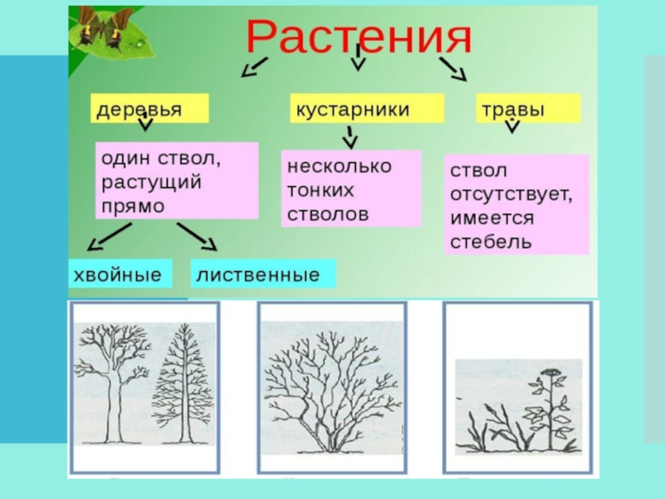 Группы растений (окружающий мир, 2 класс) и их таблица: травы, кустарники и деревья