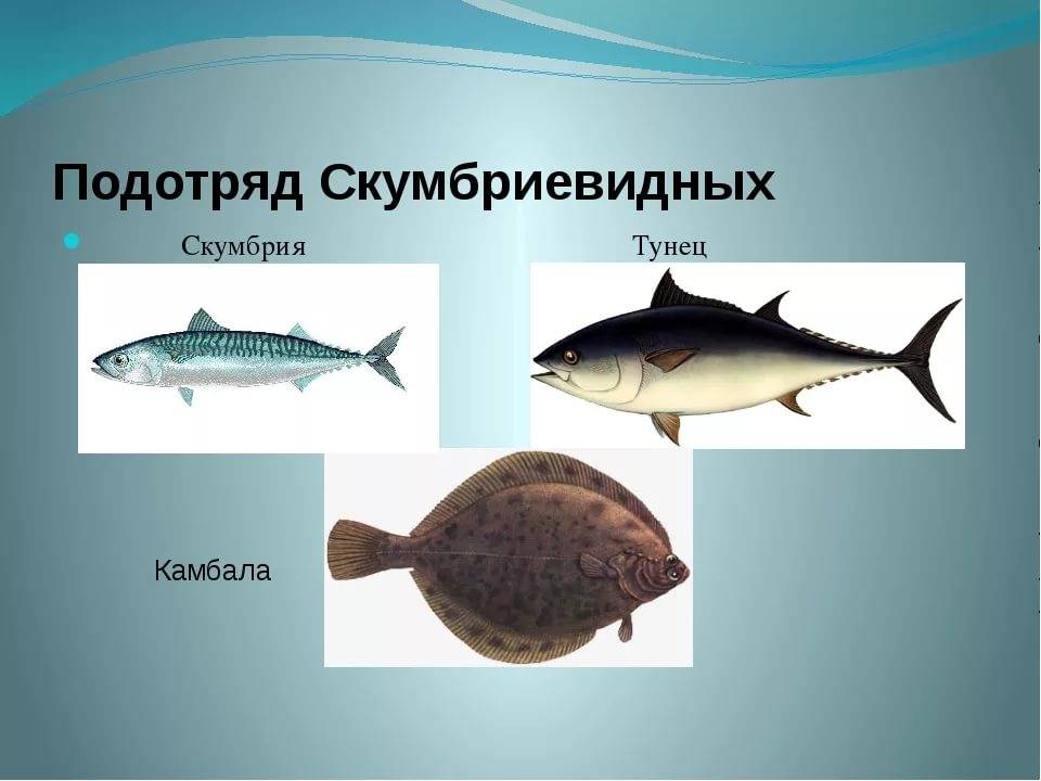 Скумбрия: польза и вред