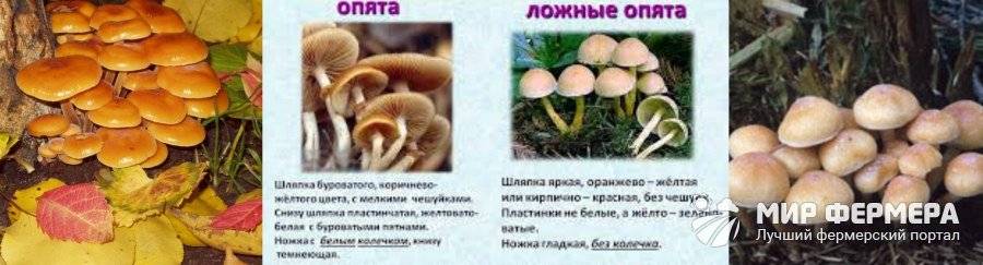 Опята: польза и вред, как отличить ложные от съедобных