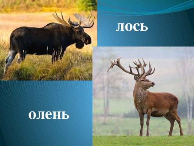 Чем отличается лось от оленя: особенности и отличия | в чем разница
