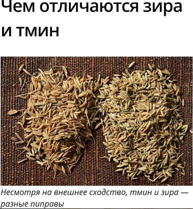 Зира и тмин чем отличаются - ogorod.guru