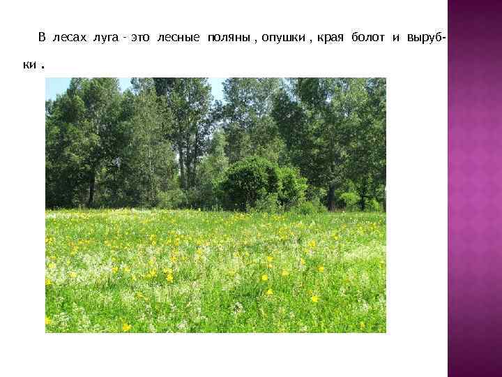В чем отличие между полем и лугом: преимущества и особенности