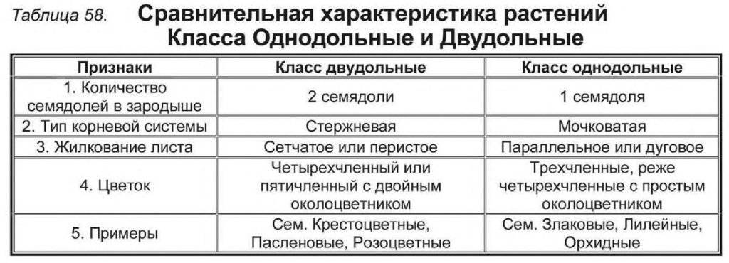 Однодольные и двудольные семена: что это такое и в чем разница?