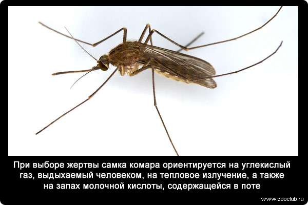 Семейство  комары