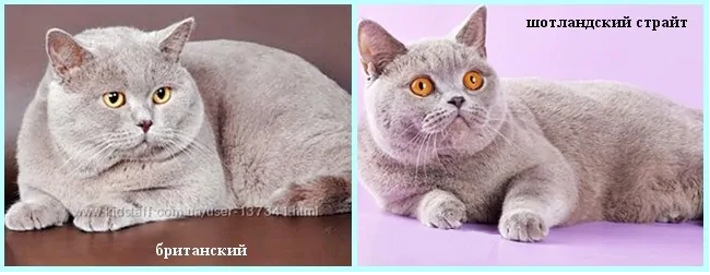 Британец + шотландец - питомник шотландских кошек style jasmine г. санкт-петербург