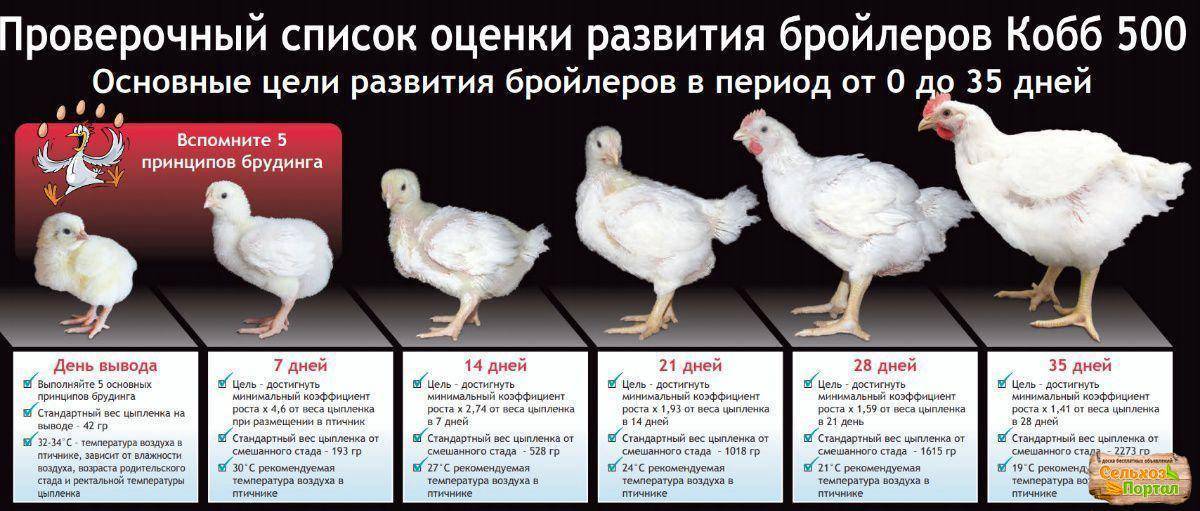 Учимся отличать бройлерных цыплят от прочих