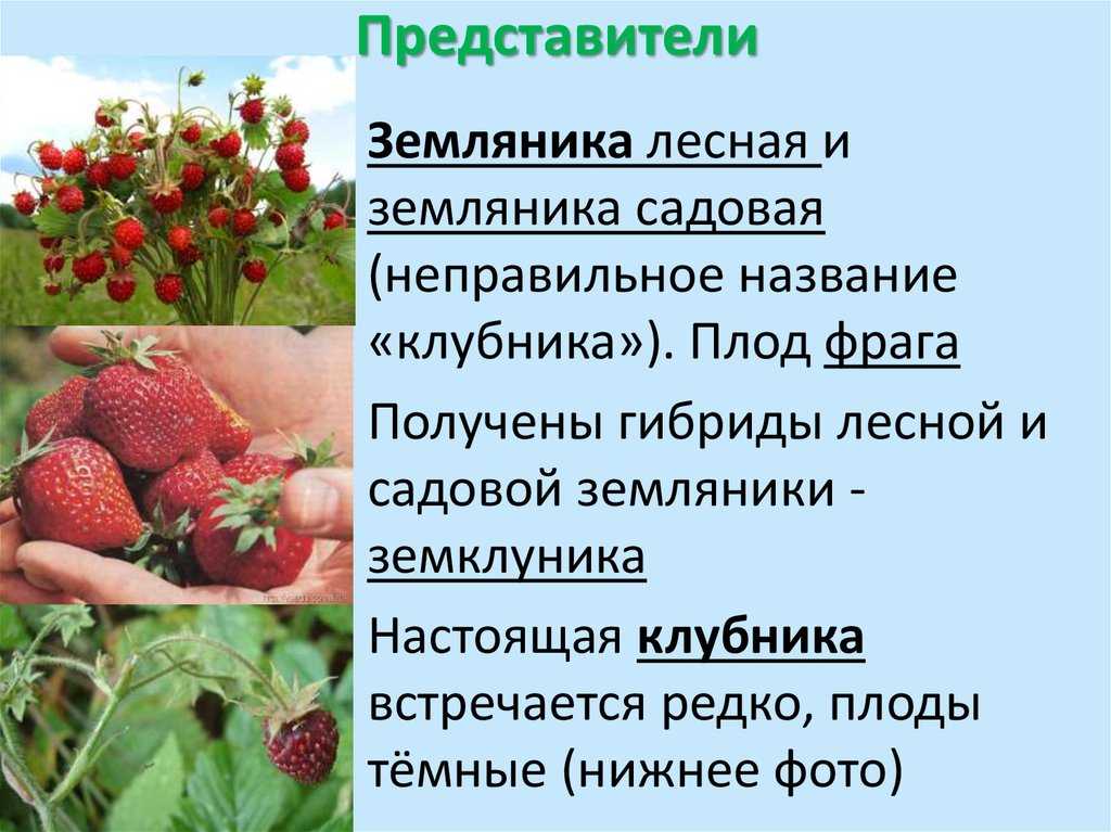 Раскрываем тайны происхождения популярного сорта клубники «виктория»