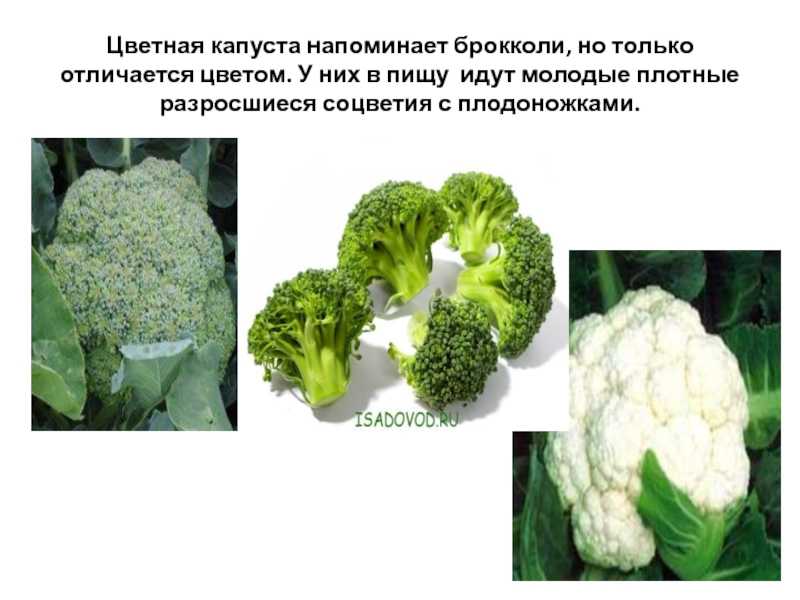 Брокколи и цветная капуста: чем отличаются, что полезнее, фото — selok.info
