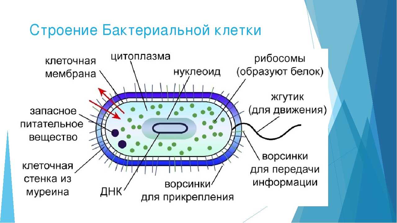В чем разница между пробиотиками и пребиотиками