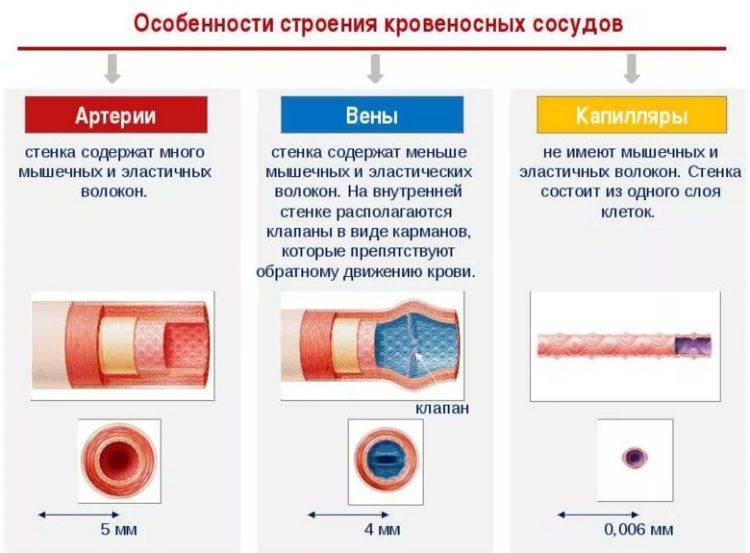 Чем отличаются артерии от вен в организме человека?