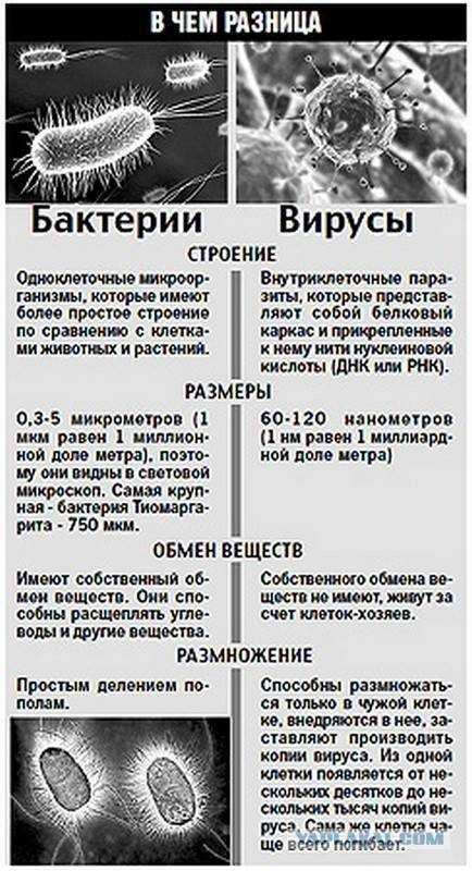 В чем разница между микробами, бактериями и вирусами? - zefirka