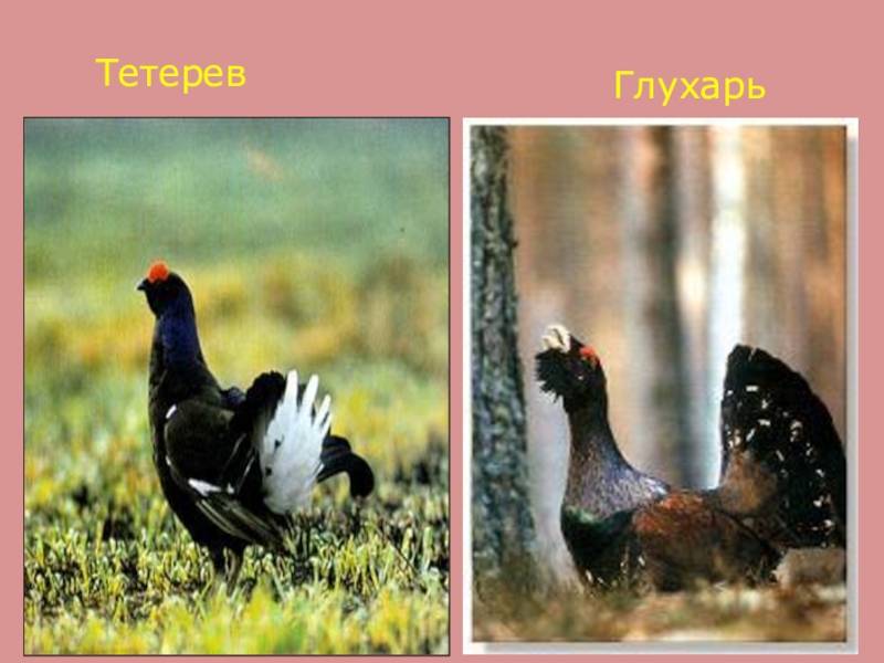 Глухарь: описание, ареал обитания и образ жизни