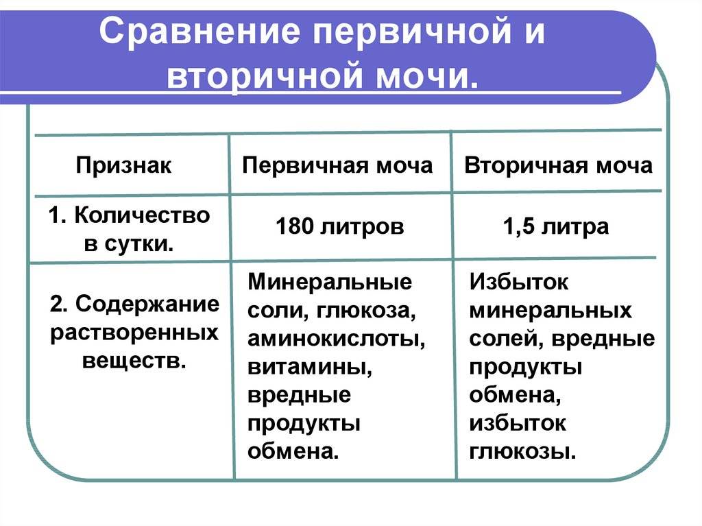Чем первичная моча отличается от вторичной?