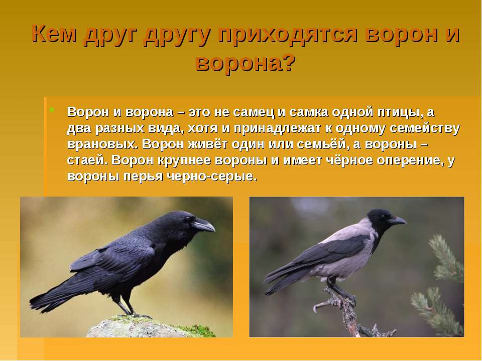В чем отличие между вороной и вороном: различия, характеристики и особенности