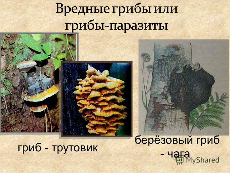 Березовый гриб чага