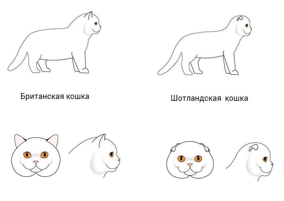 Как отличить британского котёнка от шотландского