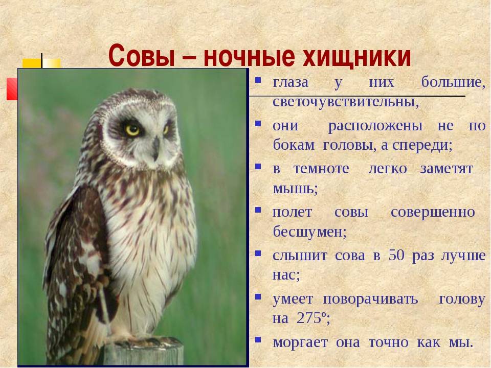 В чем разница между совой от филином