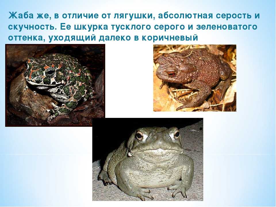 Какая разница между лягушками и жабами?. все обо всем. том 1
