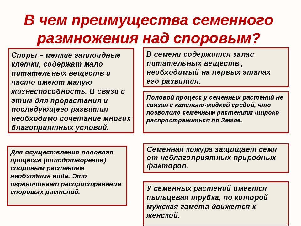 Различия между семенами и спорами: что такое семя и чем оно отличается от споры