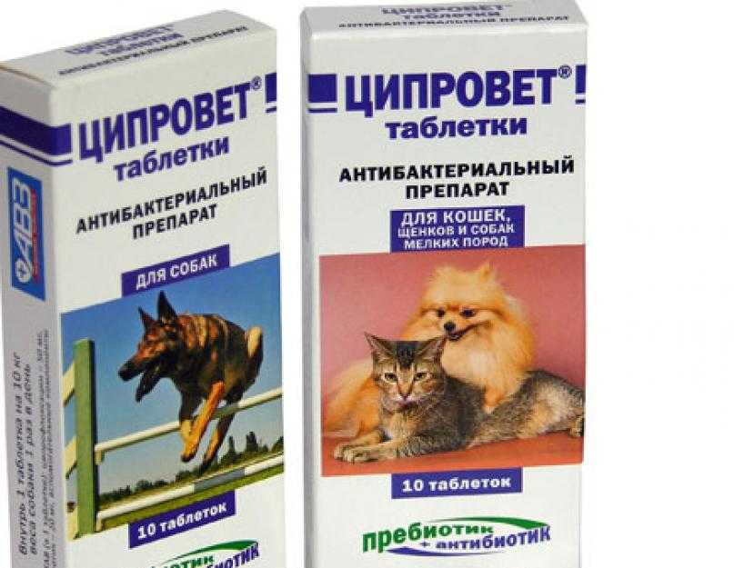 Глазные капли «ципровет»: инструкция по применению