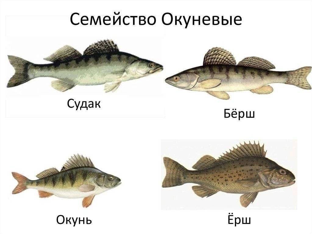 Берш: рыба берш фото и описание, нерест, способы ловли, образ жизни, приманки, прикормки