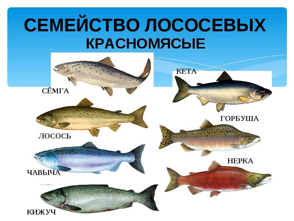 Какая рыба вкуснее и полезней? кижуч, кета или горбуша, что выбрать? чем горбуша отличается от кеты, лосося, нерки и кижуча