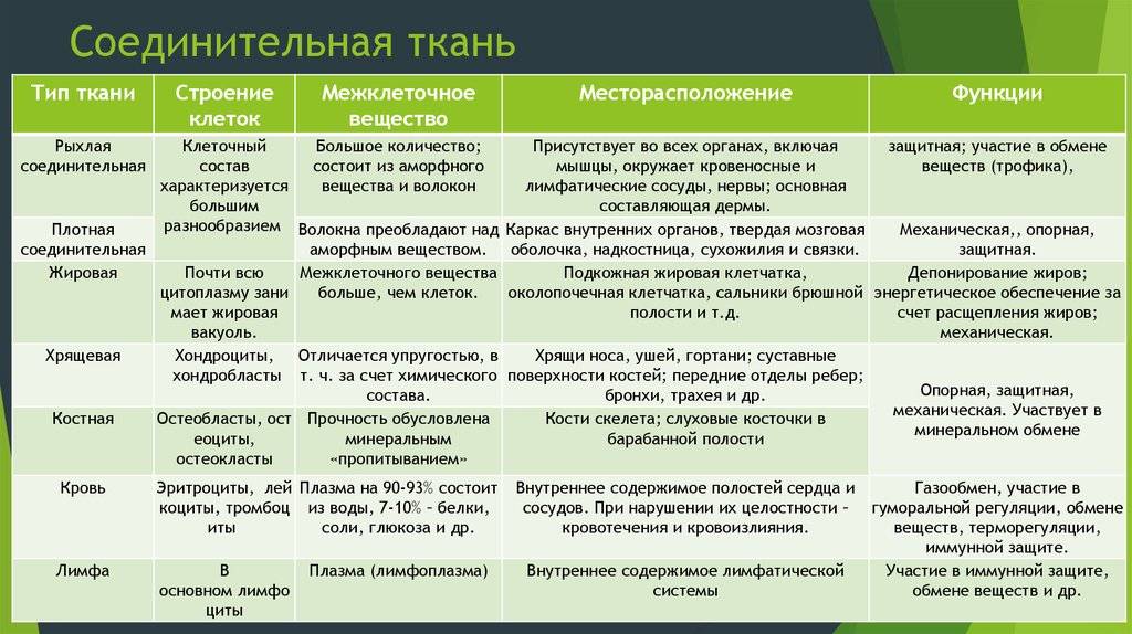 Ткани растений. классификация и характеристика тканей