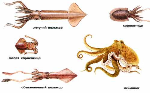 Кальмар против каракатицы. различия и сходства.