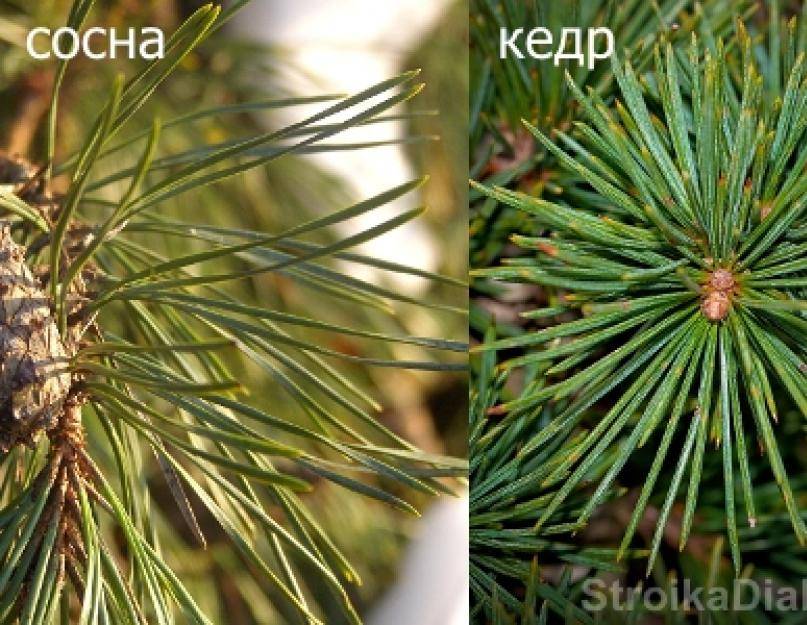 Сосна или кедр? | лесная кладовая