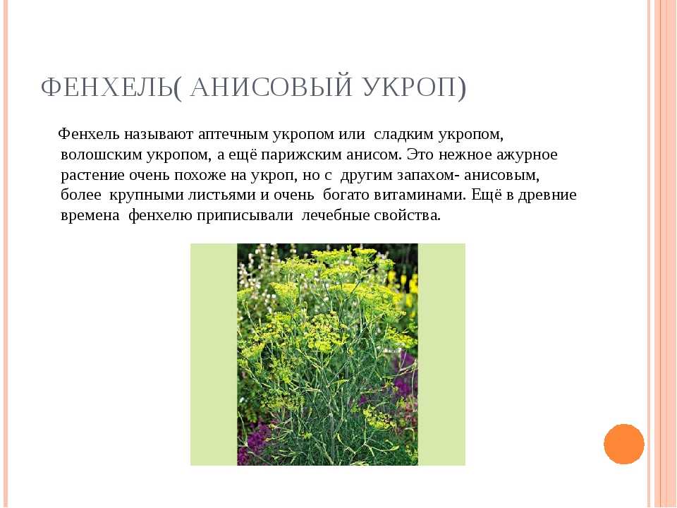 Фенхель обыкновенный — чем ценна культура и как её выращивать?