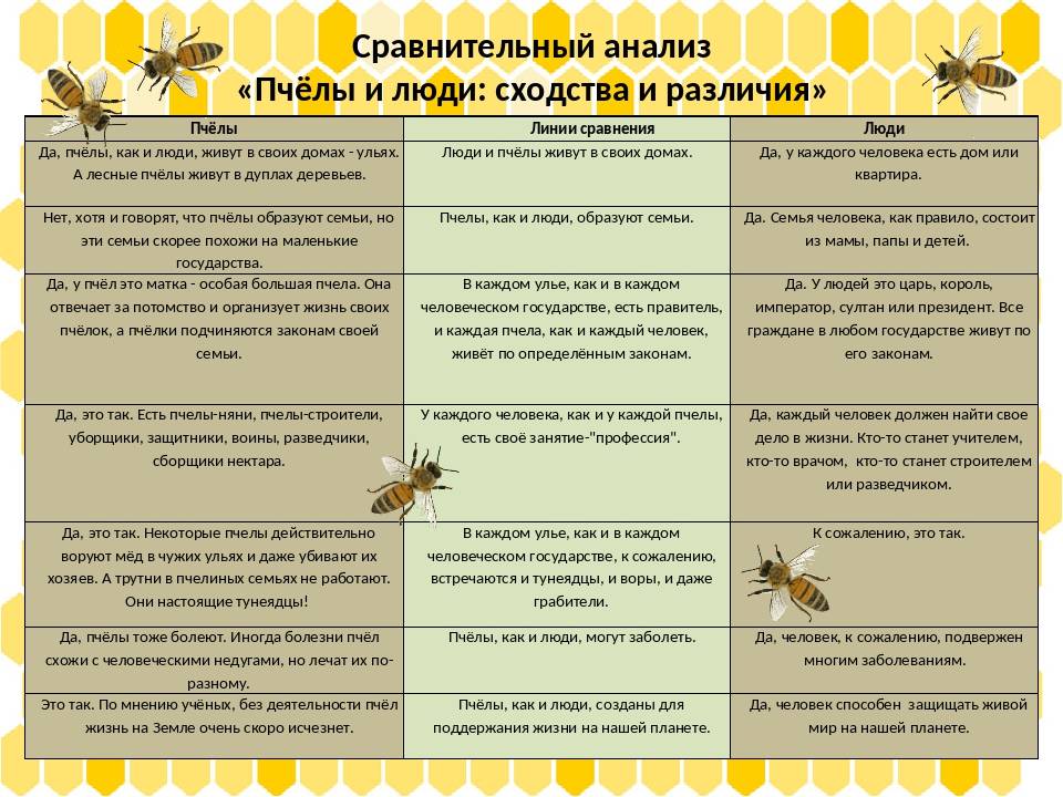 Отличия пчелы от осы и шмеля: сообщение для 2 класса по окружающему миру с планом и фото