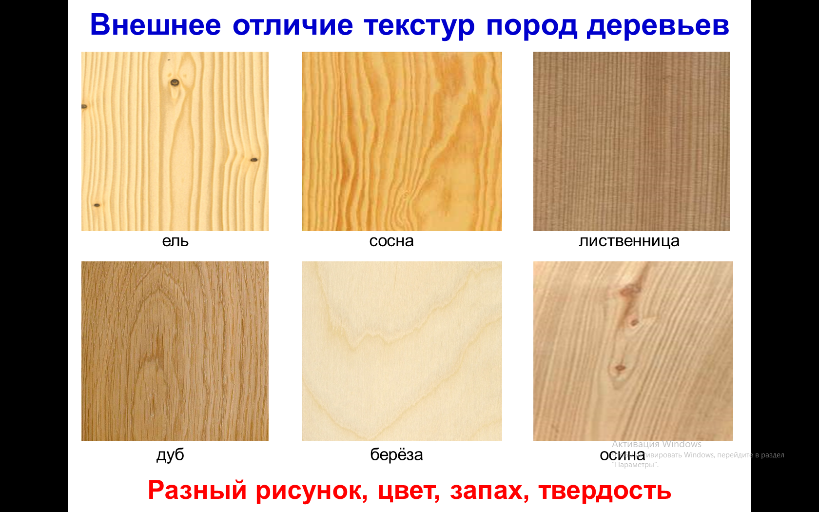 Отличия ели и сосны