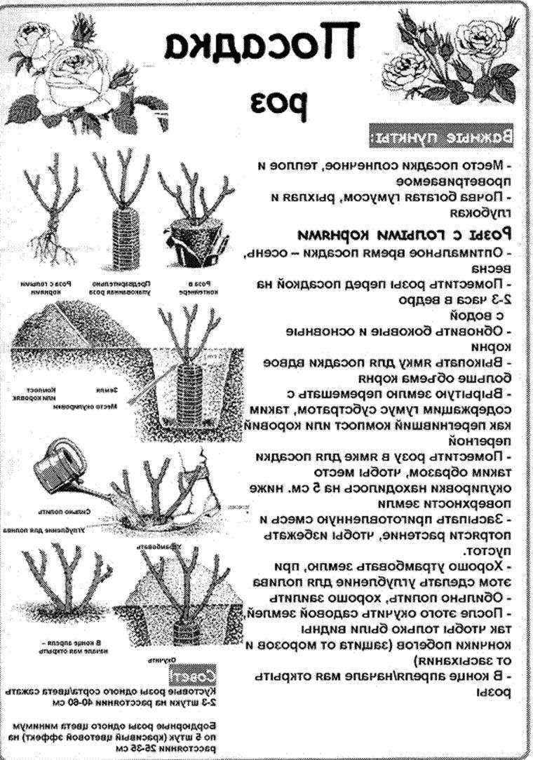 Корнесобственные розы — что это такое, сорта