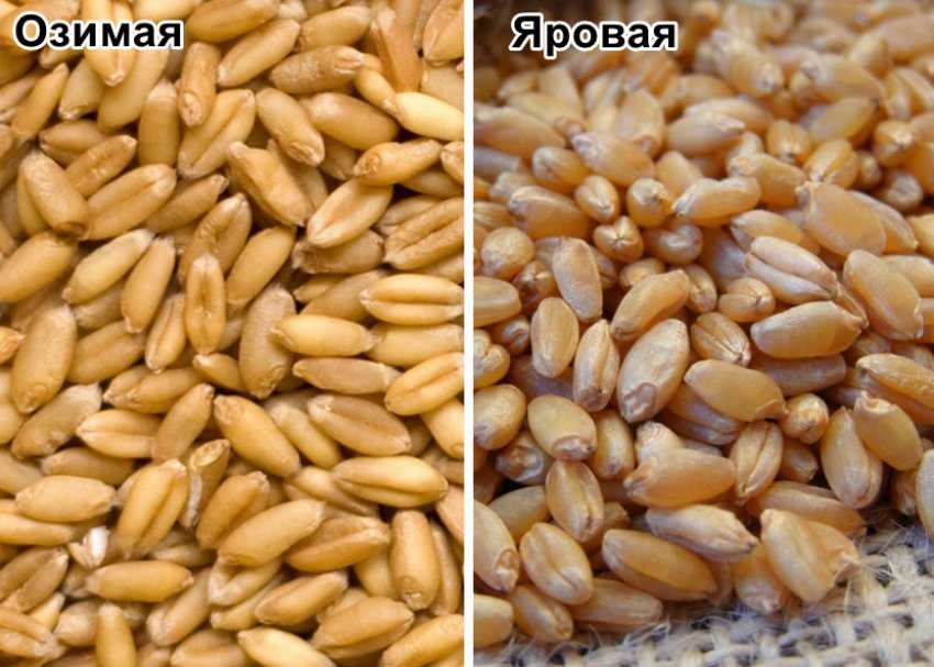Особенности твердых сортов пшеницы